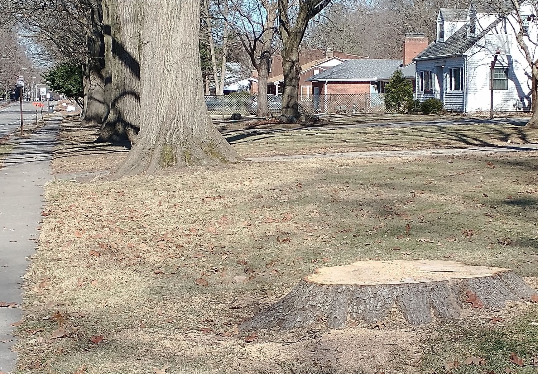 01152022 BAGtrees.jpg